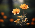 orange cosmos flowers in the sun with blurry trees in the background