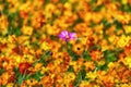 Orange cosmos garden of water Royalty Free Stock Photo