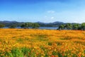 Orange cosmos in garden of water Royalty Free Stock Photo