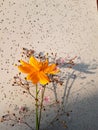 Orange Cosmos and Pink Ginseng flowers Royalty Free Stock Photo