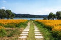 Orange cosmos trail garden of water Royalty Free Stock Photo