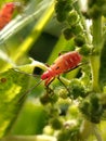 orange cotton stainer bug & x28;Dysdercus& x29; with black markings perches on a plant Royalty Free Stock Photo