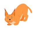 Orange cougar with big ears. Vector illustration on a white background.