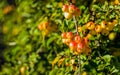 Orange crab apples on a twig in autumnal sunlight