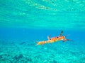 Orange crab attack on a beautiful turquoise ocean in Seychelles underwater near Ile Coco