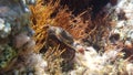 Orange crab attacking to defend itself. Sardinia Royalty Free Stock Photo