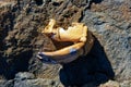 Orange Crab Claw Left on Beach Stone Royalty Free Stock Photo