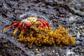 Orange Crab Eating