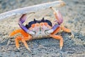 Orange Crab