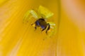 Orange crab spider