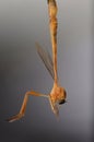 Orange cranefly, Nephrotoma ferruginea, male hanging while mating