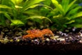 Orange crayfish in freshwater aquarium - Cambarellus patzcuarensis