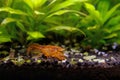 Orange crayfish in freshwater aquarium - Cambarellus patzcuarensis