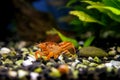 Orange crayfish in freshwater aquarium - Cambarellus patzcuarensis