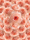 Orange and cream roses flower stacked background, nature, template, banner, name card