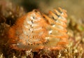 Orange Creams Christmas Tree Worm Royalty Free Stock Photo
