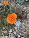 Orange Creamsicle Rose