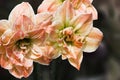 Orange and creme white amaryllis Royalty Free Stock Photo