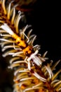 orange crinoid shrimp Royalty Free Stock Photo