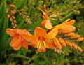 Orange Crocosmia Royalty Free Stock Photo