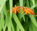 Orange Crocosmia - Close-up View