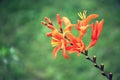 Orange crocosmia flower in summer garden