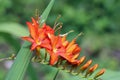 Orange crocosmia flowering spike in close up