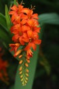 Orange crocosmia flowering spike in close up