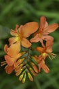 Orange Crocosmia flowers growing in a woodland setting. A close up of the flower and buds