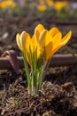 Orange Crocus blooms in the spring.