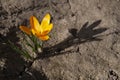 Orange crocus flower isolated on bare soil