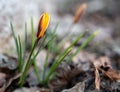 Orange crocus flowers in the forest closeup image of first spring flowers that growing in the forest. yellow flowers blossom close