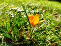 Orange crocus flowers in green meadow