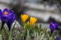 Orange crocus in focus in the middle