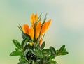 Orange crocus heuffelianus flowers, floral arrangement, bouquet, green to yellow degradee background, close up Royalty Free Stock Photo