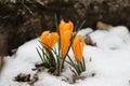 A orange crocus opening your petals for us