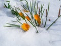 Orange Crocus in the spring with snow