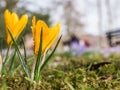 Orange crocus with water drops in the park