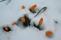 Orange crocuses in snow Royalty Free Stock Photo