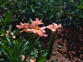 Orange crossandra flower, firecracker flower