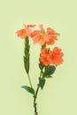 Orange crossandra flower, also known as firecracker flower isolated on a light green background