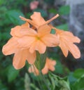 Orange crossandra flower bunch in garden