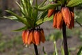 Orange crown imperial flowers (Fritillaria imperialis Royalty Free Stock Photo