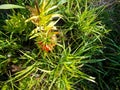 Orange crown imperial flowers Fritillaria imperialis outdoor Royalty Free Stock Photo