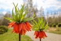 Orange crown imperial flowers. Fritillaria imperialis. Selective focus Royalty Free Stock Photo