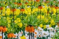 Orange Crown Imperial or Kaiser`s Crown Fritillaria Imperialis in spring garden `Keukenhof`, Holland Royalty Free Stock Photo