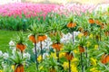 Orange Crown Imperial or Kaiser`s Crown Fritillaria Imperialis in spring garden `Keukenhof`, Holland. Royalty Free Stock Photo