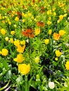 Orange crown imperial lily flowers with yellow tulips Royalty Free Stock Photo