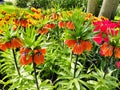 Orange crown imperial lily flowers in front of a bed of tulips Royalty Free Stock Photo