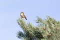 Orange crowned kinglet